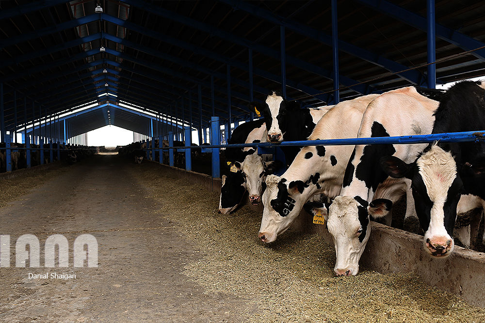 گاوداری هزار راسی ایلام