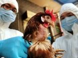 شیوع آنفلوانزای فوق حاد پرندگان H5N8 در یک فارم مرغ گوشتی در ژاپن