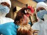 شیوع آنفلوانزای فوق حاد پرندگان H5N8 در یک فارم مرغ گوشتی در ژاپن