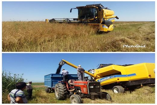 آغاز برداشت کلزا در استان گلستان