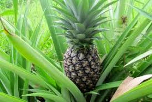 کشت آناناس زیر سایبان برای اولین بار در خوزستان