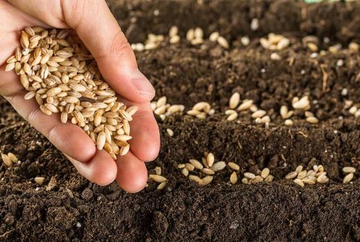 توزیع بذر گندم اصلاح شده در گناوه آغاز شد