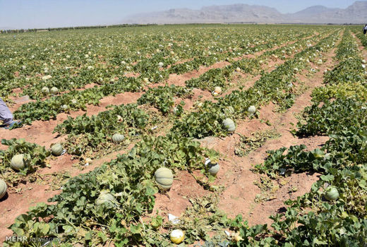 آغاز برداشت طالبی در ۲۳۰ هکتار از اراضی دره شهر