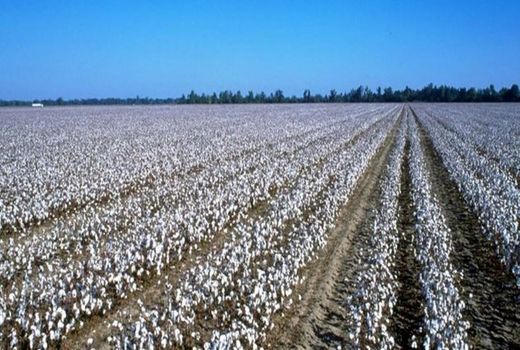 تکمیل چرخه تولید و فرآوری پنبه در خراسان جنوبی
