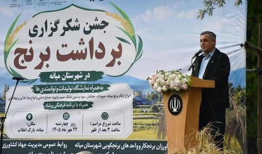 کشت برنج در ۸ هزار هکتار شالیزار آذربایجان‌شرقی 