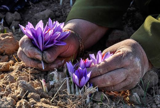 برداشت گل‌های زعفران در بیضاء آغاز شد