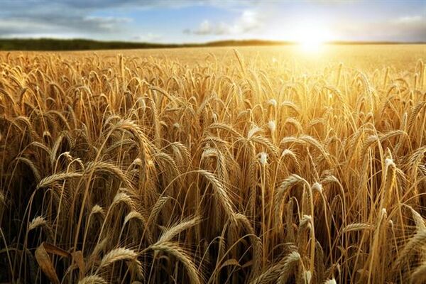 خرید تضمینی گندم به 5.8 میلیون تن رسید