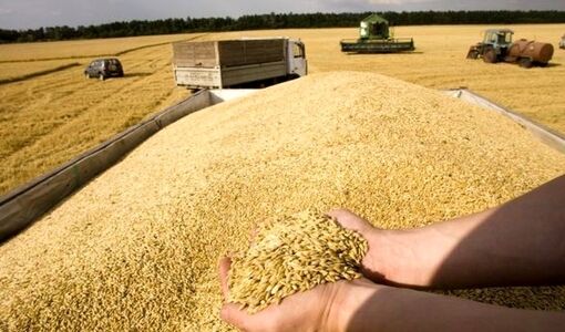 بسته تشویقی دولت برای گندمکاران / گندم با کیفیت را 49500 تومان می‌خریم
