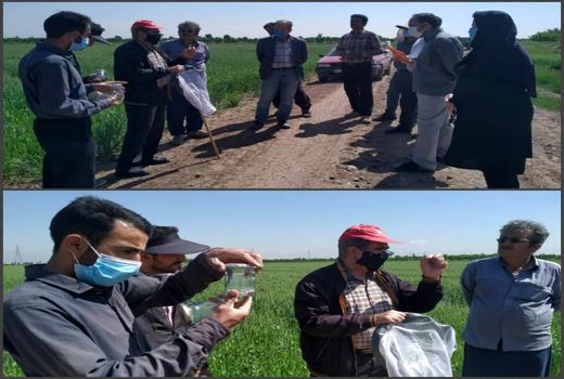 برگزاری ۶ دوره آموزشی به روش مدرسه در مزرعه در استان قزوین