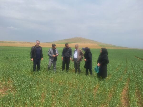 بازدید از مزارع غلات و طرح‌های مشارکتی گندم و جو در شهرستان بوکان