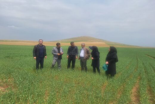 بازدید از مزارع غلات و طرح‌های مشارکتی گندم و جو در شهرستان بوکان