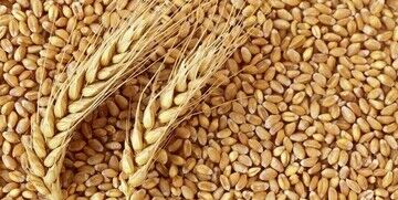 اختصاص ۲۷۱ میلیارد تومان تسهیلات به شرکت‌های تولید کننده بذر