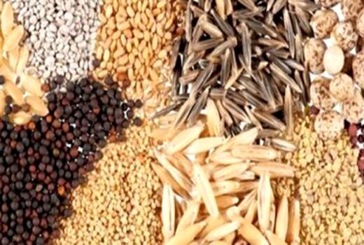 قیمت انواع بذر برای سال زراعی پیش رو در استان آذربایجان شرقی اعلام شد