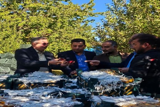 تأمین میوه باکیفیت از باغ های آذربایجان غربی برای شب عید ۱۴۰۵
