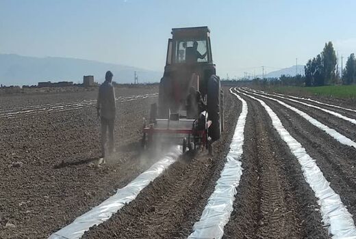 کشت هندوانه آجیلی در 70 هکتار از مزارع شهرستان زرین دشت