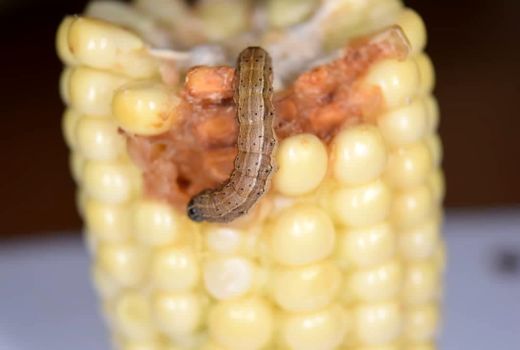 ضرورت پایش مزارع نسبت به آفت قرنطینه‌ای برگخوار پاییزه 