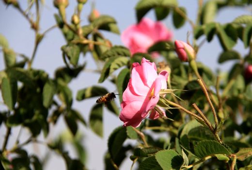 شمیم عطر گل محمدی در گلستان‌های بروجن