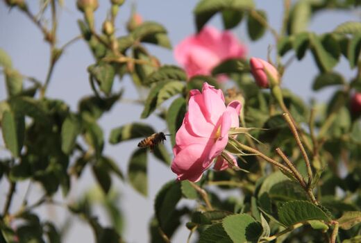 شمیم عطر گل محمدی در گلستان‌های بروجن