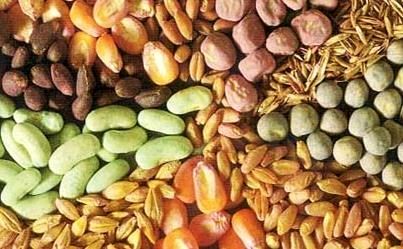 چشم انداز برنامه تولید و تدارک انواع بذور محصولات زراعی تا افق 1404