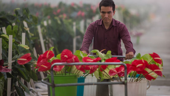 آنتوریوم صادراتی