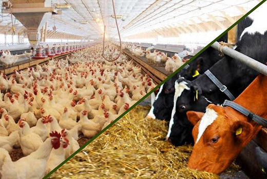 جزییات شرایط تخصـیص نهاده‌های دامی به مراکز پرورش مرغ تخمگـذار و گاوداری‌های صـنعتی