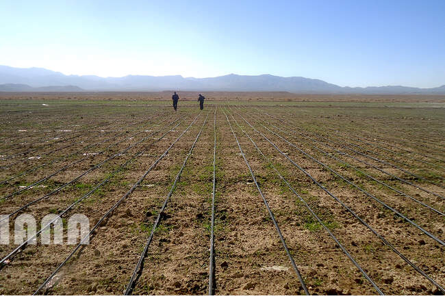 آبیاری قطره‌ای
