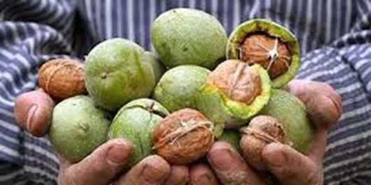 تولید سالانه بیش از 3500 تن گردو در شهرستان خلخال 