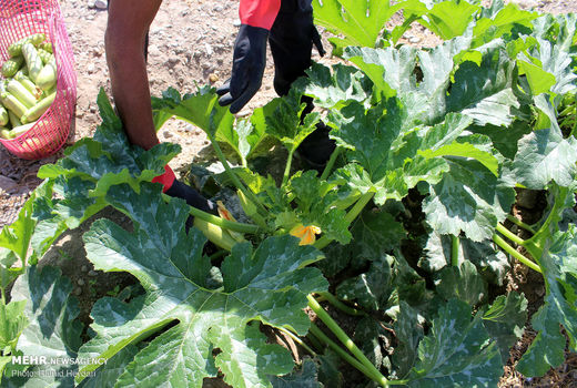 برداشت کدو سبز از مزارع کشاورزی هشتبندی
