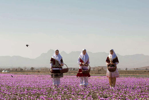 برداشت زعفران در شهرستان تربت‌حیدریه 
