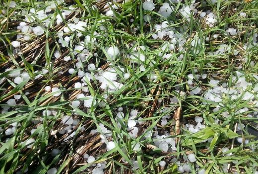 خسارت بیش از 263 میلیارد ریالی سرمازدگی و تگرگ به محصولات باغی و زراعی آذربایجان غربی 