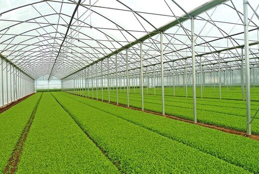فعالیت ۲۵ گلخانه کوچک مقیاس در تبریز