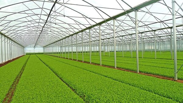 برگزاری جلسه ستاد گلخانه‌ای استان سمنان؛ چند طرح گلخانه‌ای این استان تعیین تکلیف شد