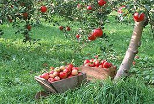  اختصاص3156 هکتار از باغات استان کرمان به محصول سیب
