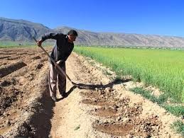 تسهیل خدماترسانی به بهرهبرداران بخش کشاورزی شهرکرد