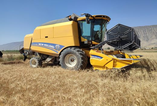  برداشت گندم در شهرستان کازرون آغاز شد