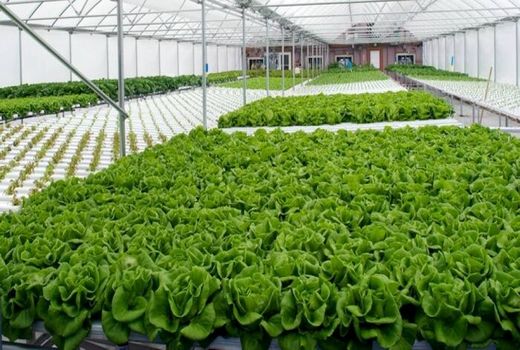 رشد گلخانه‌های بوشهر، تولید بیشتر با هزینه‌ کمتر