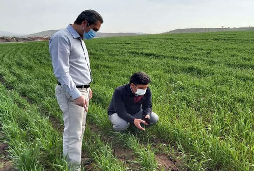 لزوم کنترل و مهار به موقع آفت سن غلات در مزارع شهرستان مراغه