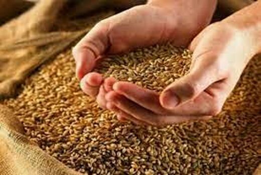تدارک بیش از ۴۶۰۰ تن بذر برای کشت پاییزه در چهارمحال و بختیاری