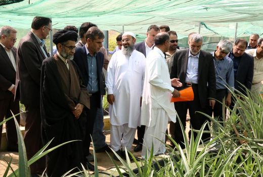 بازدید وزیر جهاد کشاورزی از گلخانه تحقیقاتی پرورش نهال کشت بافتی آناناس در چابهار