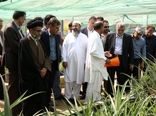 بازدید وزیر جهاد کشاورزی از گلخانه تحقیقاتی پرورش نهال کشت بافتی آناناس در چابهار