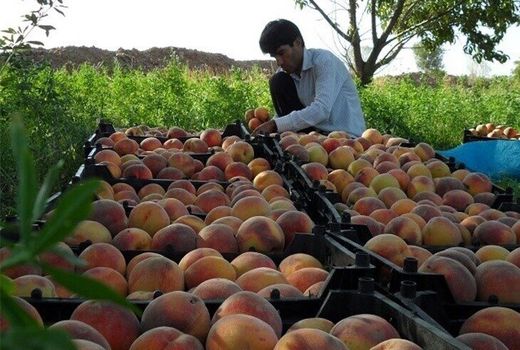 برداشت محصول از باغات هلو، شلیل و گلابی شهرستان البرز آغاز شد