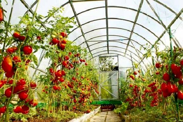 ارزوئیه، رتبه اول تولیدات گلخانه‌ای در استان کرمان (به جز منطقه جنوب) 