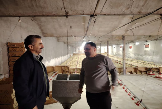 نظارت میدانی بر نهاده‌های دامی؛ قزوین آماده تأمین مرغ رمضان و شب عید