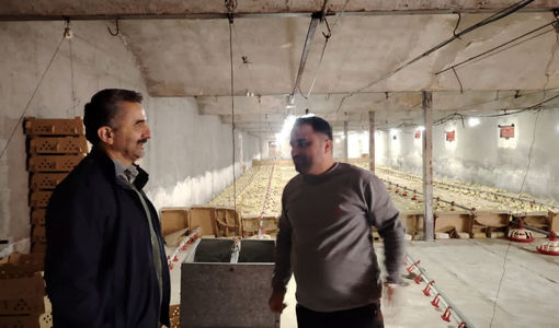 نظارت میدانی بر نهاده‌های دامی؛ قزوین آماده تأمین مرغ رمضان و شب عید