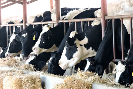 بخش‌های پژوهشی دام و طیور نیازمند افزایش اعتبار است