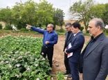 اجرای الگوی آبیاری تیپ، مصرف آب در تولید سیب‌زمینی را ۴۰ درصد کاهش داد