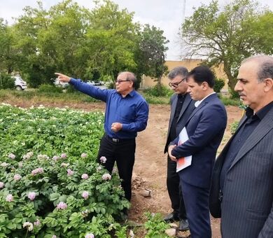 اجرای الگوی آبیاری تیپ، مصرف آب در تولید سیب‌زمینی را ۴۰ درصد کاهش داد