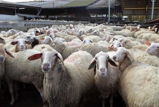 دام‌های سبک هم باید در برابر تب برفکی واکسینه شوند