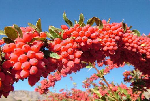 برای نخستین بار در ابرکوه ، ۲.۵ تن محصول زرشک خشک برداشت شد
