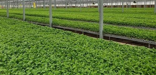 پیش بینی افزایش تولید نشاء در بیضا